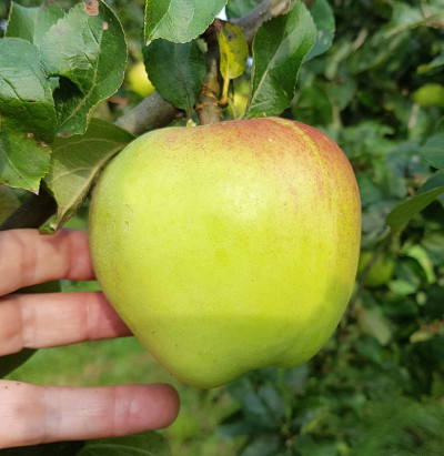 角汉堡煎饼，苹果，家蝇