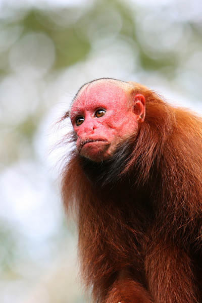 秃Uakari