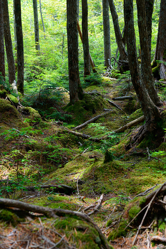 长野Yachiho高地的苔藓和原始森林