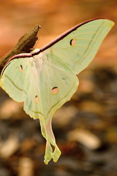 Actias luna 蛾（雄性）