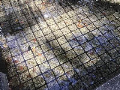 喷泉里飘浮着落叶