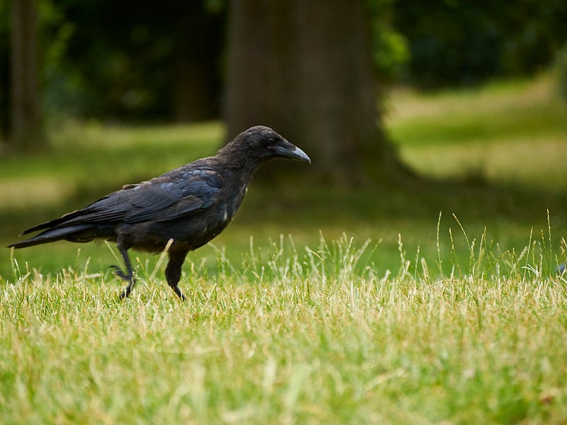 Corvid Focus