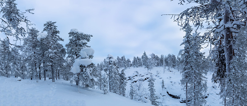 夕阳下的雪景，芬兰拉普兰冬天结冰的树木