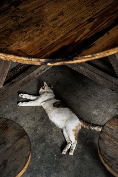 睡觉的猫