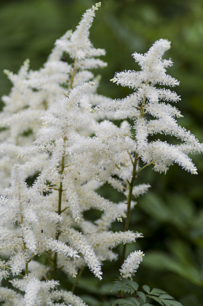 白色Astilbe