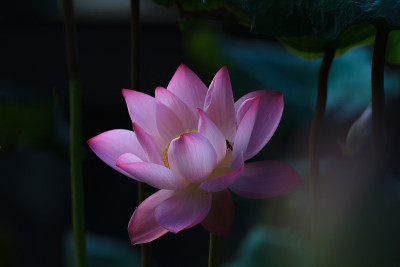 莲花