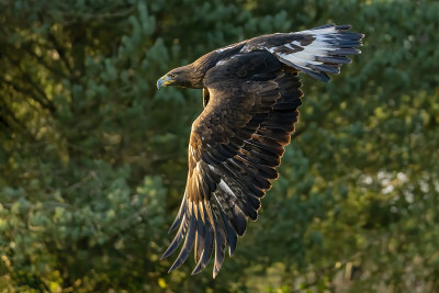 金鹰(Aquila chrysaetos)