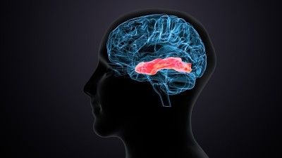 人脑交叉解剖学的三维渲染
