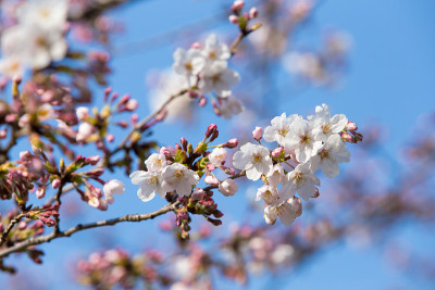 日本的樱花。