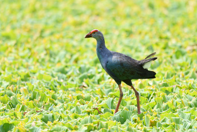鸟(紫色Swamphen),泰国