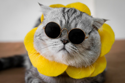 苏格兰折猫都戴着太阳镜和太阳镜。