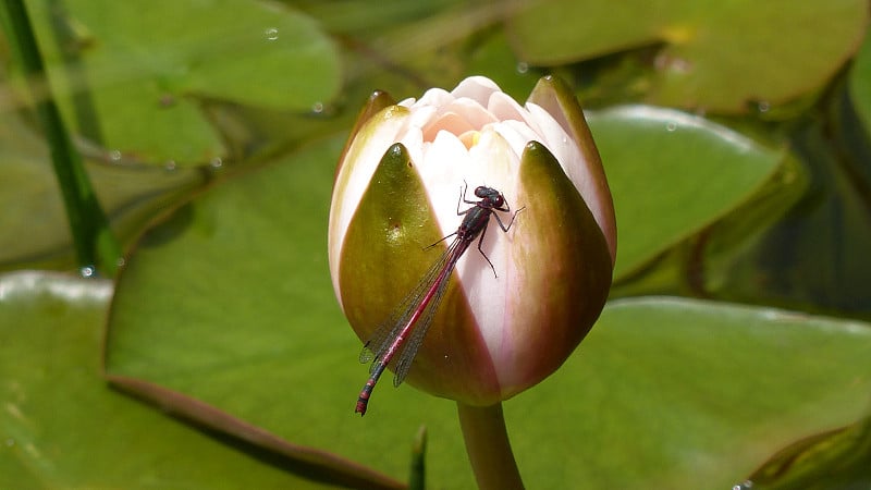 大红豆娘(Pyrrhosoma nymphula)和睡莲