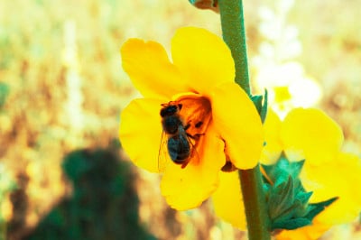 蜜蜂