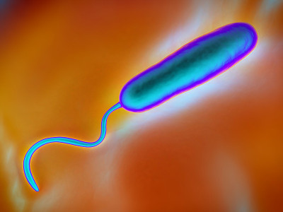 Gram-negative rod-shaped bacteria