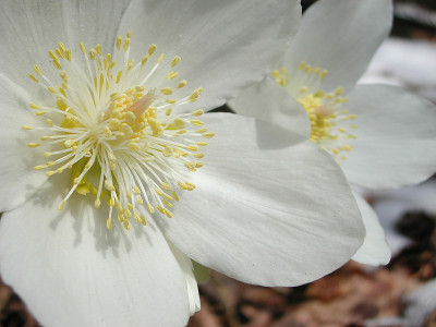 Helleborus尼日尔