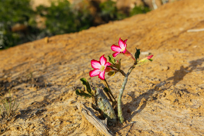 Adenium。沙漠玫瑰。