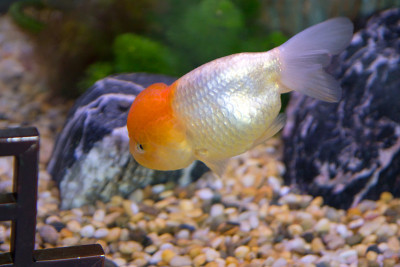 鱼缸金鱼，oranda