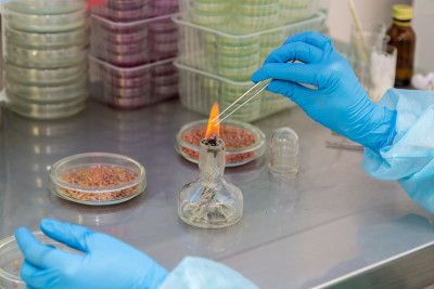 科学家的研究。实验室琼脂平板上的青霉菌类