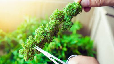 修剪花蕾大麻药，修剪药用大麻花杂草用橘黄色的阳光从窗口照进来