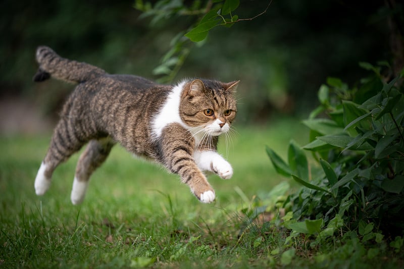 猫在绿色的草坪上奔跑跳跃