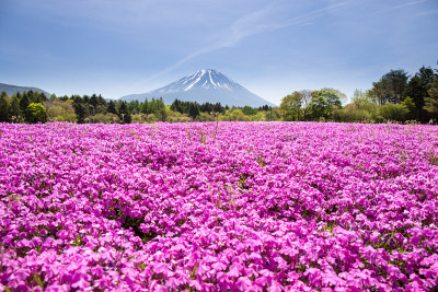 日本芝仓节带着粉红色的青苔