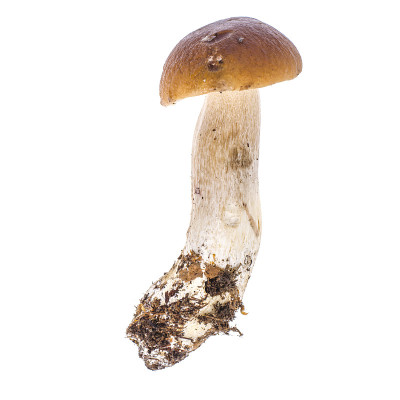 天然新鲜森林白蘑菇、牛肝菌。工作室的照片。