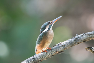普通翠鸟(Alcedo atthis)