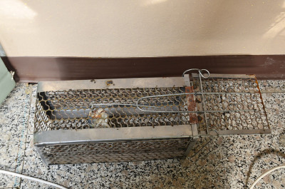 用鲭鱼做泰国式捕鼠器