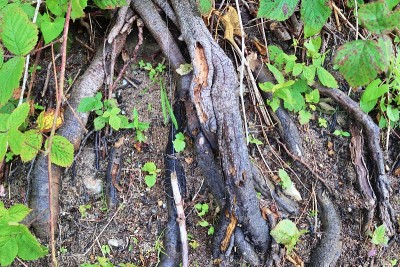 详细的近距离观察森林地面纹理与苔藓和树枝