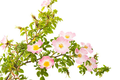 蔷薇果分枝，花孤立