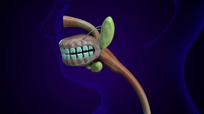 人体腺体解剖的3d插图。