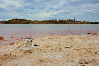 Rottnest岛,澳大利亚
