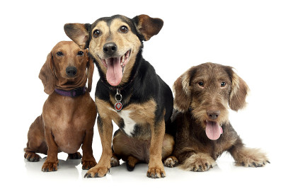 这是两只可爱的腊肠犬和一只杂交犬的照片