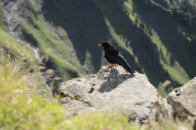 Pyrrhocorax graculus