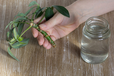 Woman hand holding cutting of Schefflera arboricol