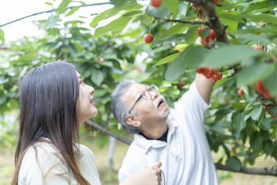 与父母一起挑选樱桃