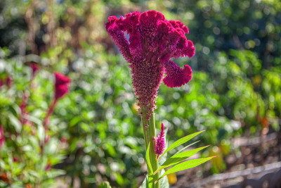 Celosia Cristata