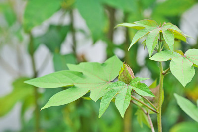 棉花种植