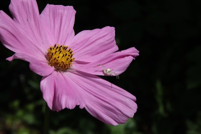 蜘蛛在宇宙花上