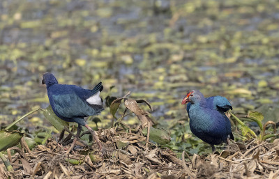灰色头发swamphen
