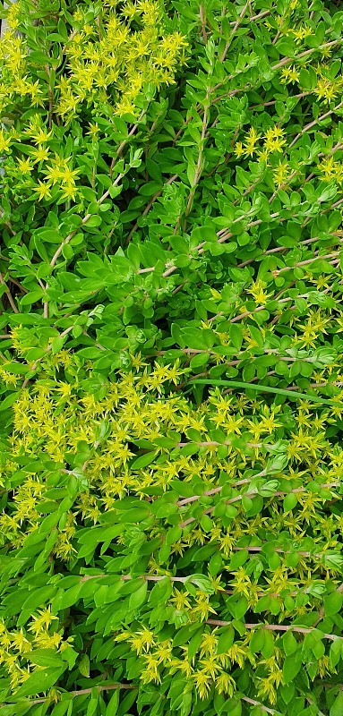 金钱草