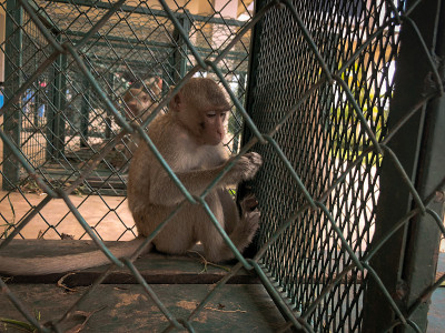 悲伤的猴子在笼子里等待体检。