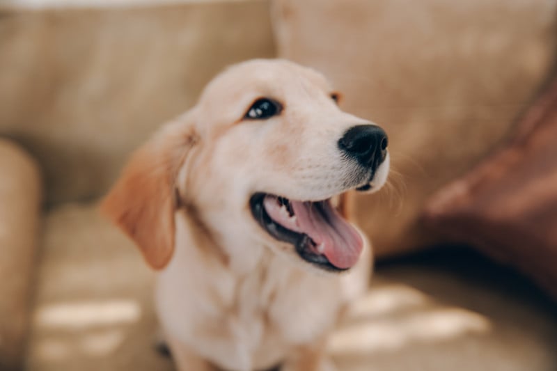 金毛猎犬的头看起来很感兴趣预览效果