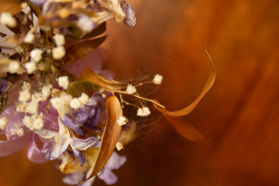 干花软焦点