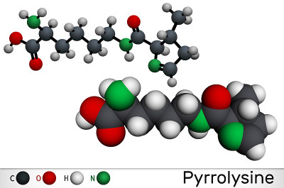 吡咯赖氨酸l-吡咯赖氨酸Pyl C12H21N3O3分子它是氨基酸，用于生物合成蛋白质。分子模型