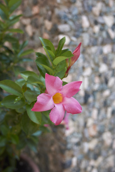 Mandevilla