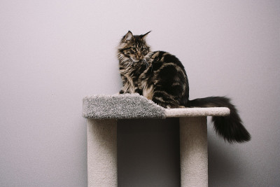 缅因猫肖像