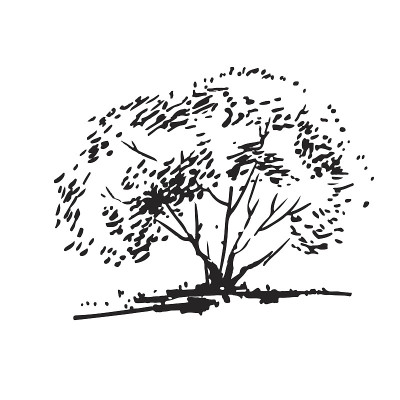 手绘布什。黑白实景，毛笔素描