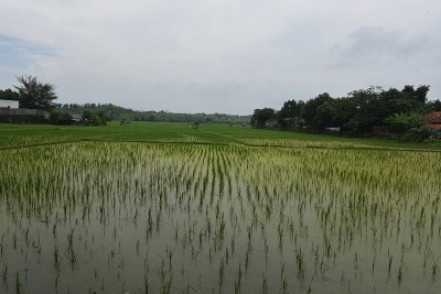 西爪哇收割的稻田