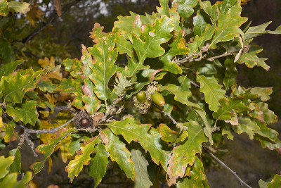 Quercus cerris树